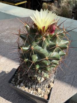 Coryphantha tulensis